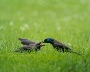 common grackles on green grassy meadow