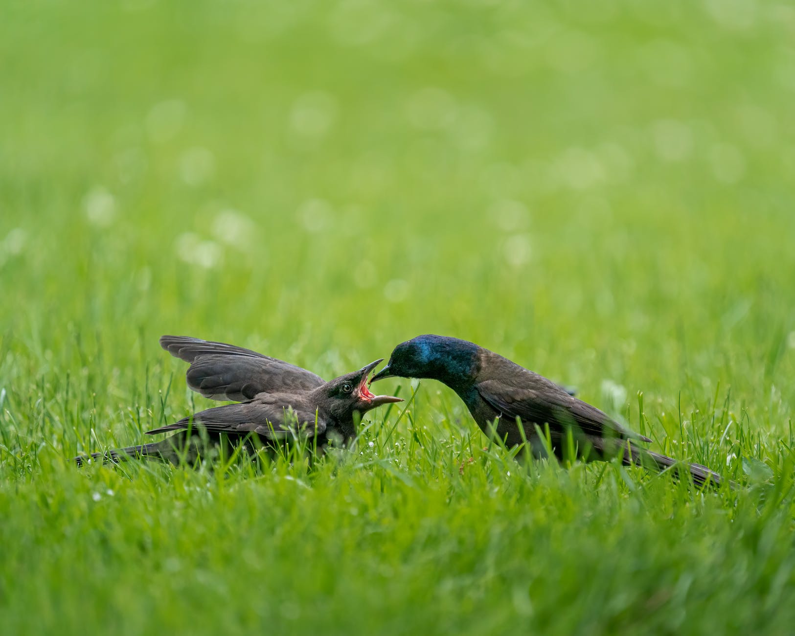 common grackles on green grassy meadow