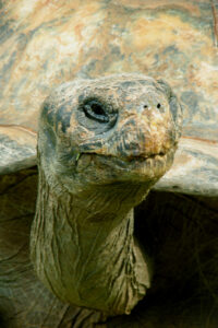 2569556585_2582079744_b_old-turtle