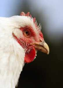 3129440870_4ce2b06dd2_chicken-bones