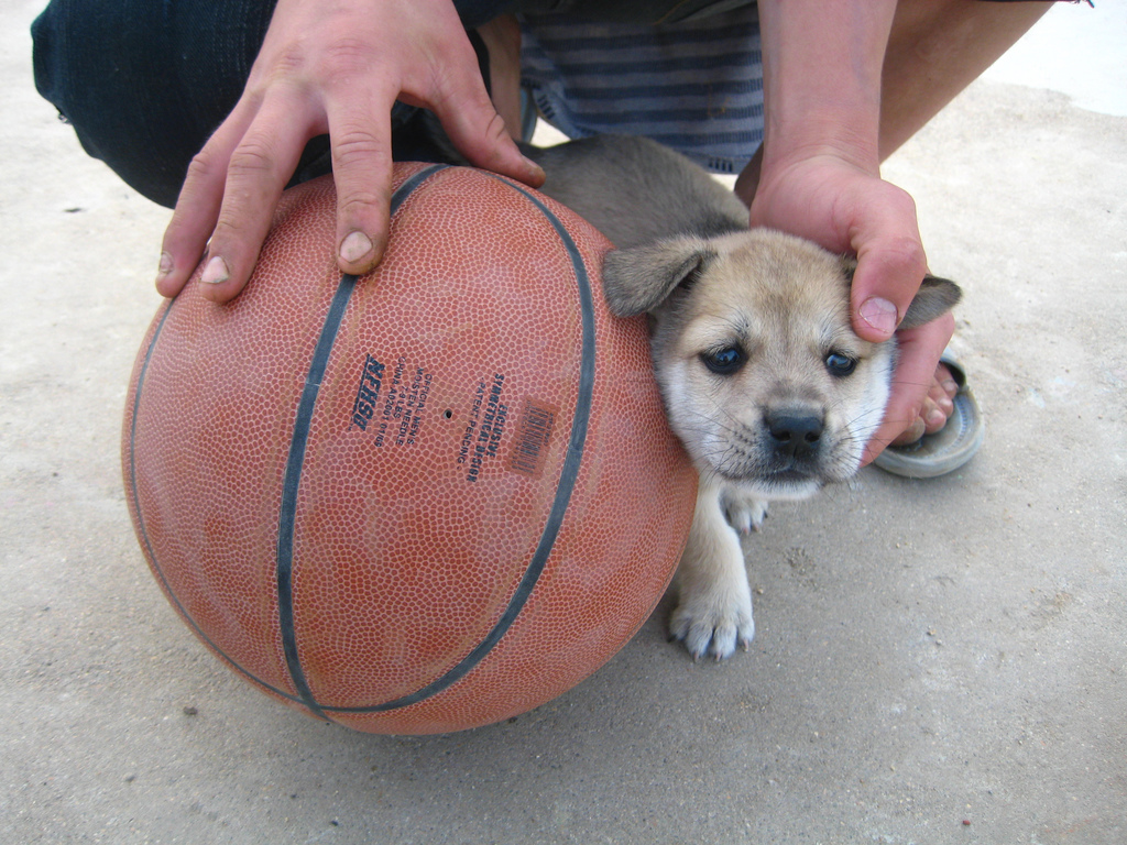 Basketball and Puppy by Wootang01 basketball puppies photo