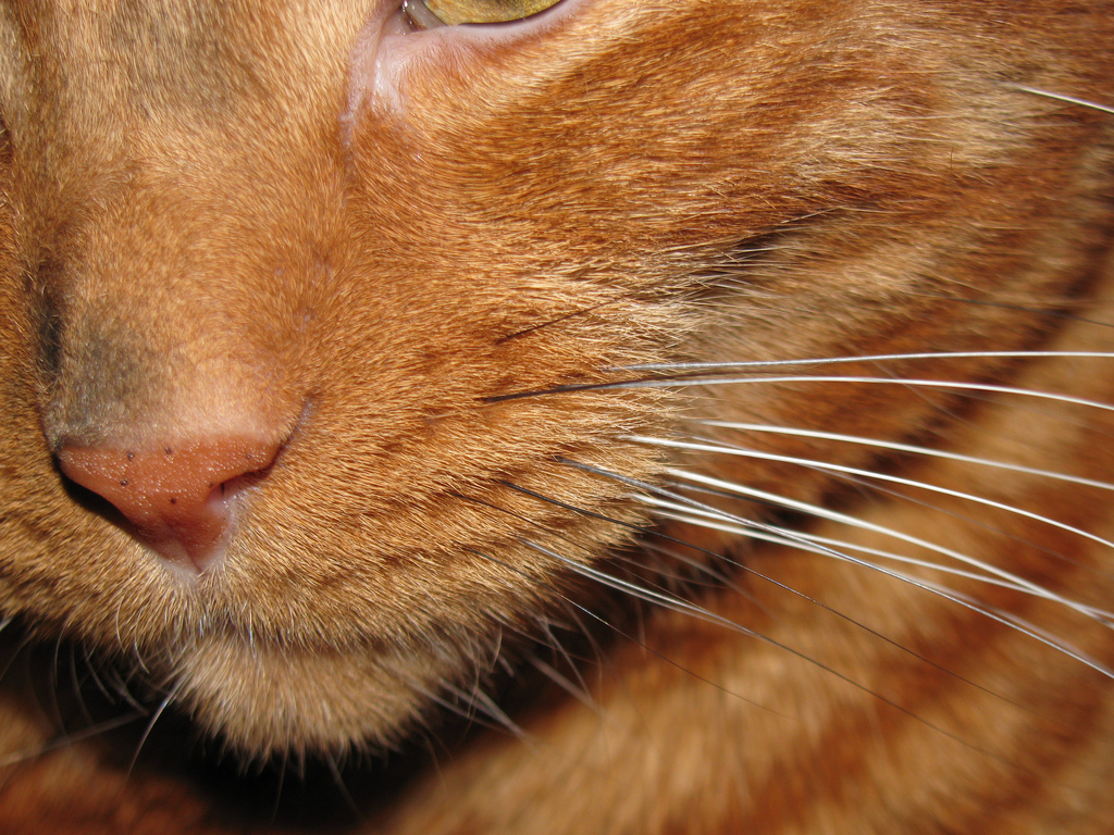 6230681420_02df1b5c82_b_were-cat