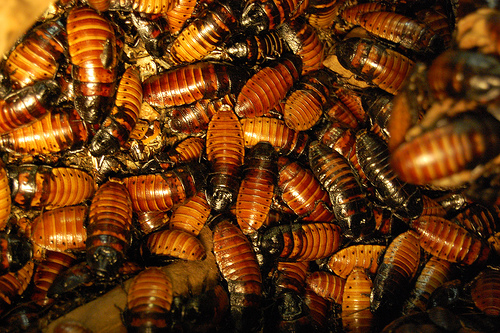 roaches