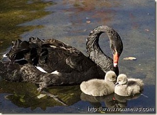 Black Swan w Cygnets