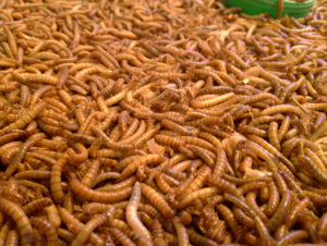 Maggots