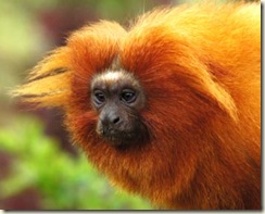 tamarin-monkey